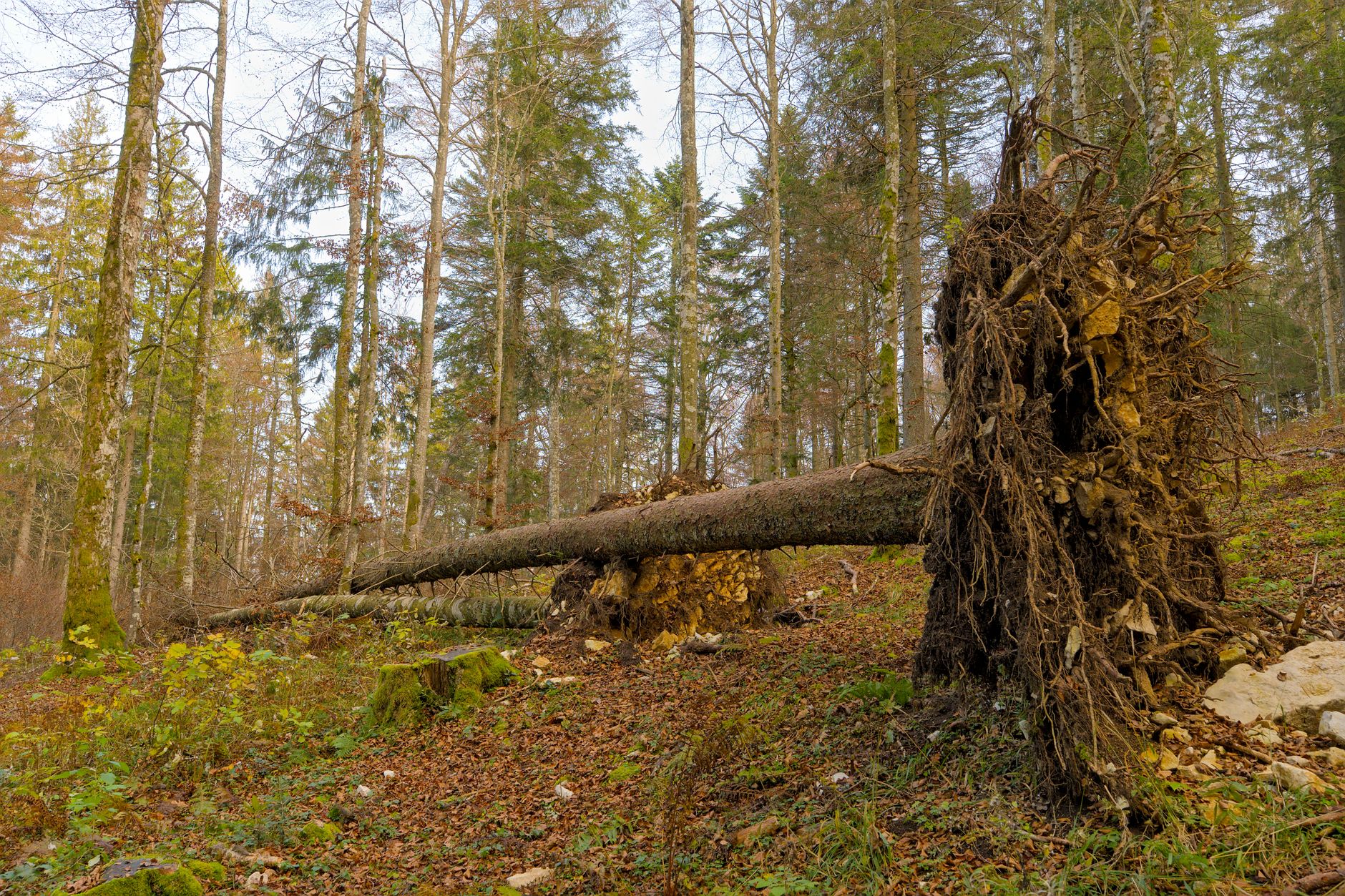Enlèvement arbre urgence à Dijon